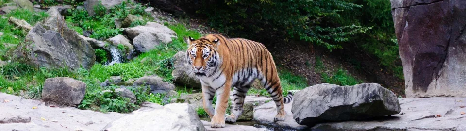 Model sticlă printată, Animale sălbatice