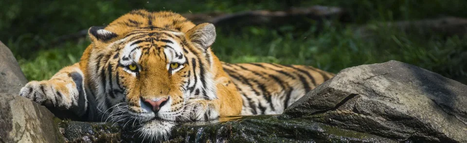 Model sticlă printată, Animale