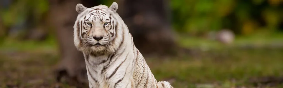 Model sticlă printată, Animale sălbatice