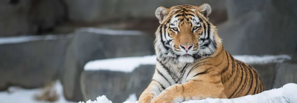Model sticlă printată, Animale