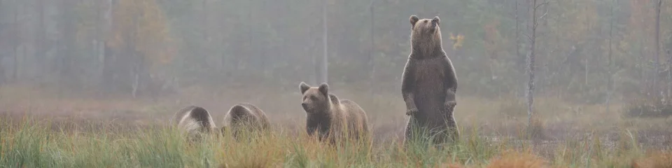 Model sticlă printată, Animale