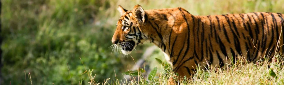 Model sticlă printată, Animale sălbatice