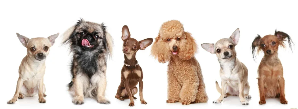 Model sticlă printată, Animale de companie