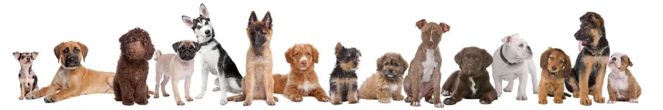 Model sticlă printată, Animale de companie