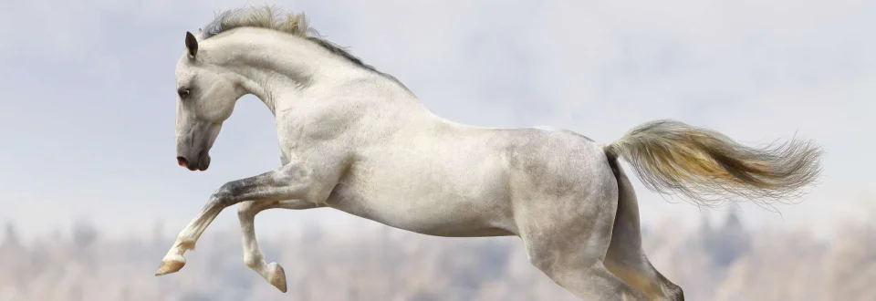 Model sticlă printată, Animale de companie