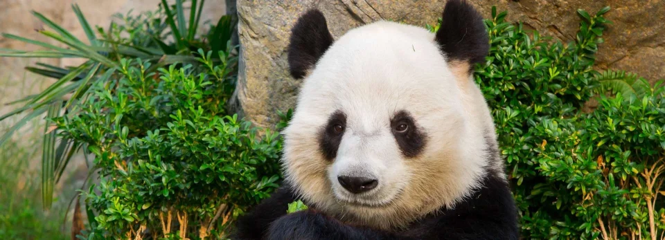 Model sticlă printată, Animale sălbatice