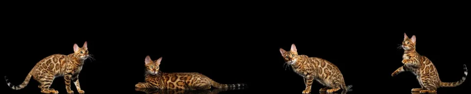 Model sticlă printată, Animale de companie