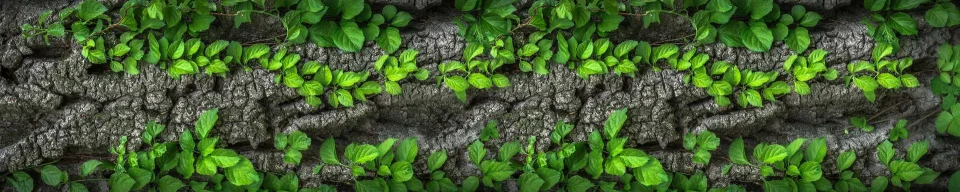 Model sticlă printată, Plante