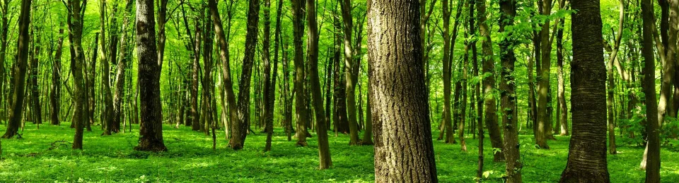Model sticlă printată, Pădure