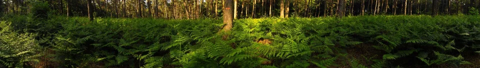 Model sticlă printată, Pădure