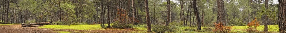 Model sticlă printată, Pădure