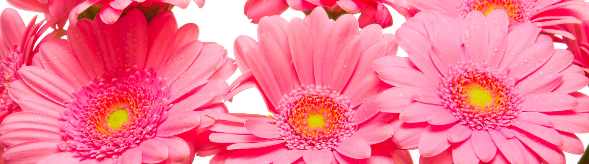 gerbera