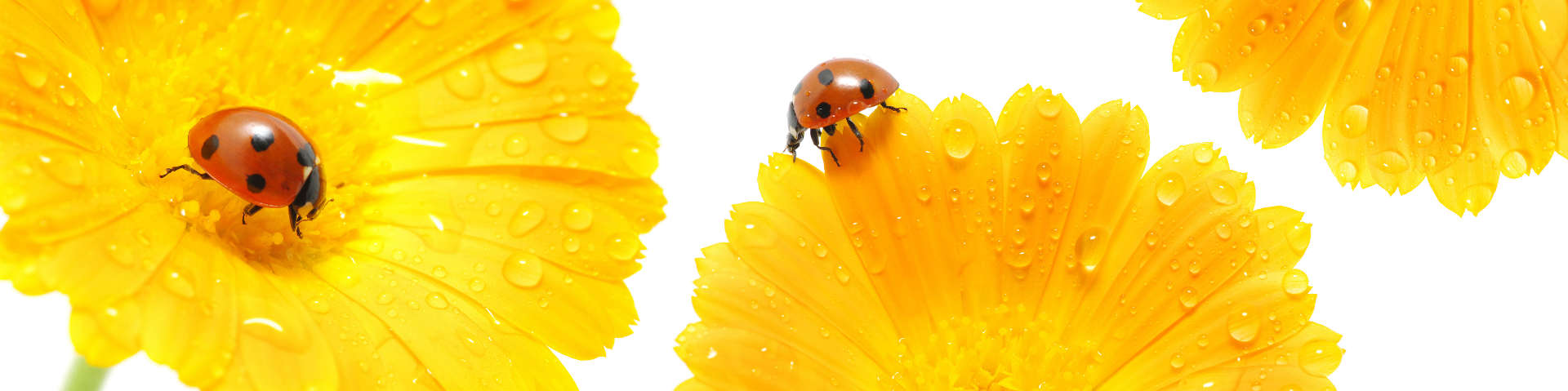 flori#gerbera#fluturi